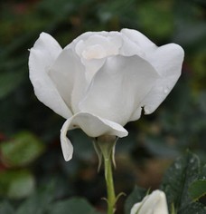 COSMOS