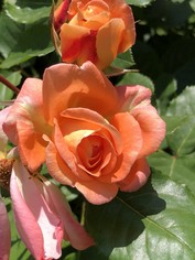ROSA BONITA