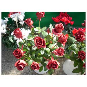 Confezioni regalo vasi di rose stabilizzate con cera