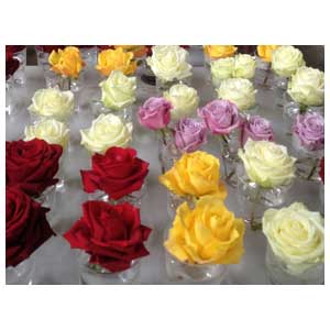 Rose stabilizzate di vari colori con cera per composizioni floreali