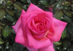 royal-rose