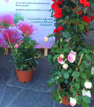 Produzione e vendita rose in vaso profumate e resistenti